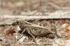 Omocestus haemorrhoidalis haemorrhoidalis